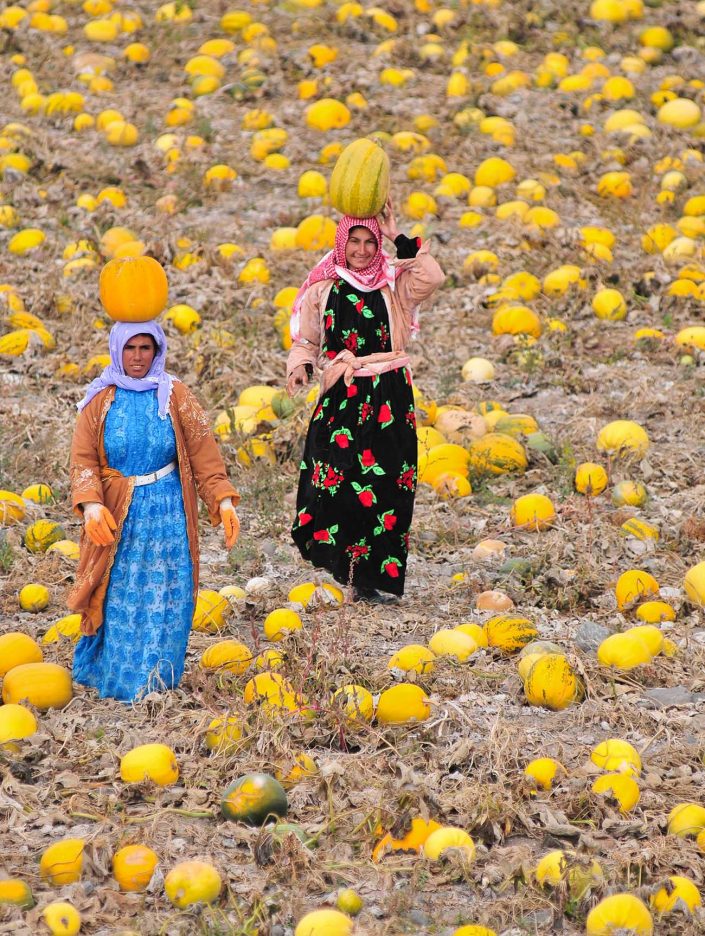 Aksaray - Gelveri Pumpkins
